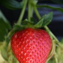 조안 농장 이미지