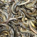 평내한국태권도장 | 평내호평 추어탕 맛집 일미 추어탕의 효능
