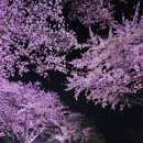 씨유제주장전벚꽃점 | 제주 애월읍 장전리 벚꽃거리 후기(feat. 유모차 가능 식당- 다올돈가스/ 마쿠파스타)