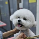 나래애견미용 이미지