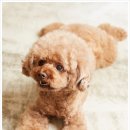 나은동물병원 이미지