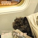 김포 | 티웨이항공 강아지 기내동반 김포제주 후기