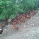 토종닭농장 이미지