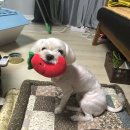 레츠개릿 | 안산 - 레츠개릿