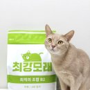 모래실 | “최강모래 B2 고운입자” 장기 사용 후기 | 고양이모래 정착템 추천