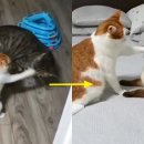 젤리도그 이미지