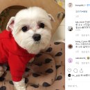 귀욤하개 이미지