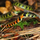 일상약국 이미지