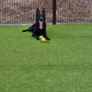 파주켄넬 | 파주애견유치원 리리펫호텔 셰퍼트 케어 만족 후기