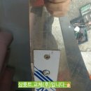 얼룩말손톱 이미지