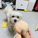 따봉청과 이미지