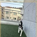 강아지 보호센터 이미지