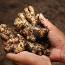 생강약국 이미지