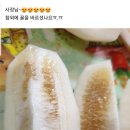 붕붕카과일