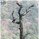 김용사 주차장 이미지