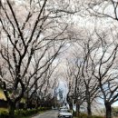 진주시립연암도서관 | [진주 벚꽃 명소] 진주시립연암도서관 벚꽃 만개했어요(3월 31일)