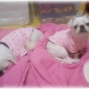 강아지와 나 Daum카페