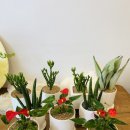 신월동175 이미지