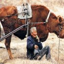 워낭소리 이미지