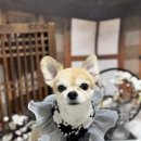 댕그랑댕 이미지