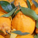 태경농원 이미지