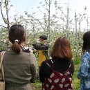 기북농장 | 포항 기북 사과밭 체험 기북웰빙사과 달고 맛있어요 >.<