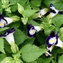 논현초등학교 이미지