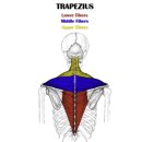 디럭스짐 이미지