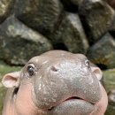 안하마을 이미지