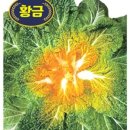 봄동법인