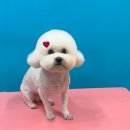 슈블리펫살롱 이미지