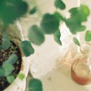 카페(cafe) 봄 이미지