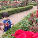 장미한복 이미지