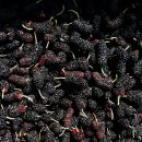 종영농장 이미지