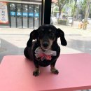 CATFUN(캣펀) | [인천애견미용] 우리 뭉실이 첫 방문! 캣펀에서 발톱관리+목욕까지 깔끔