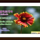 사진-가일라르디아(Gaillardia)=Indian-blanket // 글-사자소학(四字小學)-효행(孝行) 이미지