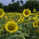 밀양 남천강변 해바라기 꽃단지(21.7.25) 이미지