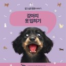 멋내는 강아지 이미지