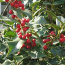 홀리호랑 이미지