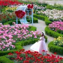 형산강 장미원 이미지