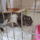 미래펫 동물병원 이미지