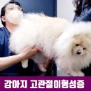 키워주시개 네이버블로그