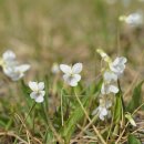 흰들제비꽃 Viola betonicifolia Sm. var. albescens (Nakai) F.Maek. &amp; T.Hashim. 이미지