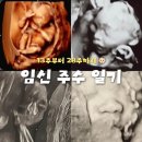 세종약국 | 13주부터 28주까지 임신 중기 주수일기 기록 🤰🏻