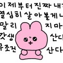 수원고양이호텔 가토캣슬 이미지