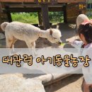 대광농장2 | 강릉아이랑가볼만한곳 대관령아기동물농장 먹이주기 체험 후기