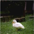 닭오리의 꿈 이미지