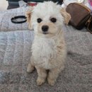 별덴탈 | 반려동물 간식 추천, 풀무원 아미오 덴탈껌 후기