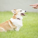 닥터파파동물병원 이미지