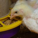 육계농장 | 닭 장 건강이 사료요구율(FCR)을 결정합니다? AI가 그 연결고리를 찾기 시작했습니다